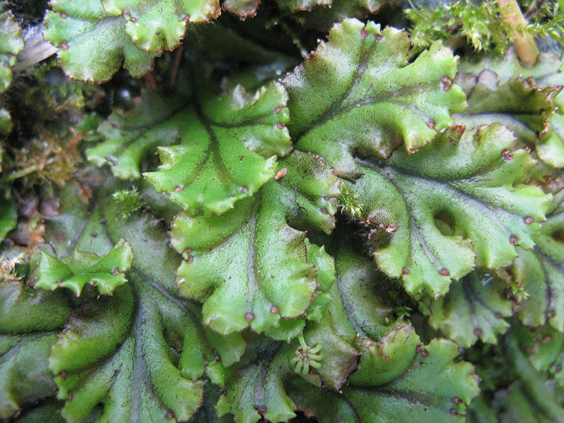 Marchantia polymorpha subsp. polymorpha